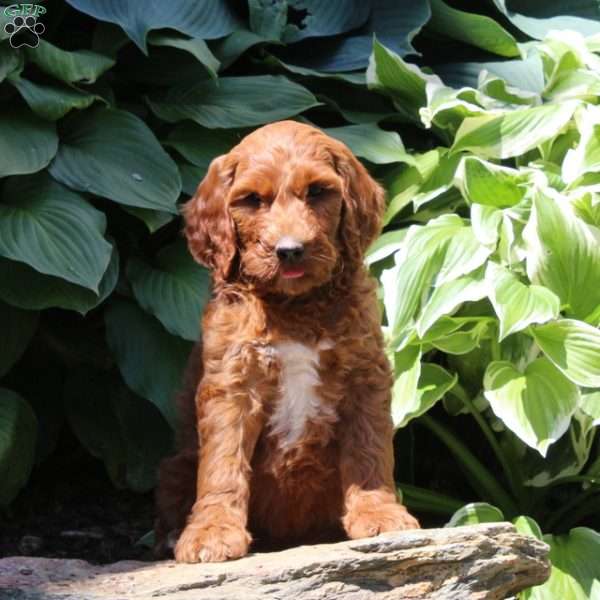 Ryan, Irish Doodle Puppy